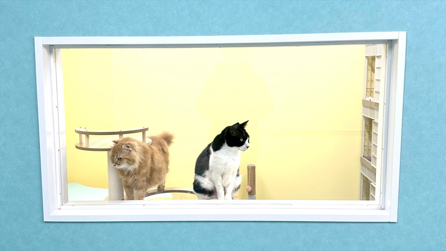 猫部屋でくつろぐ猫たち