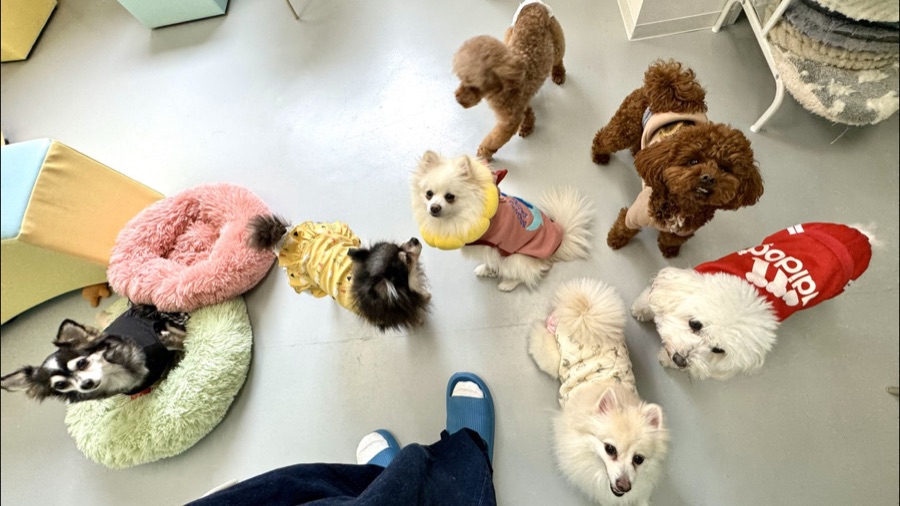 ふれあいスペースに集まる犬たち